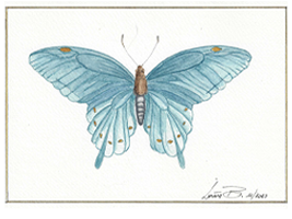 Papilio philenor